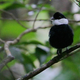 Illustration for article titled Manakin birds must choose between sex and good weather